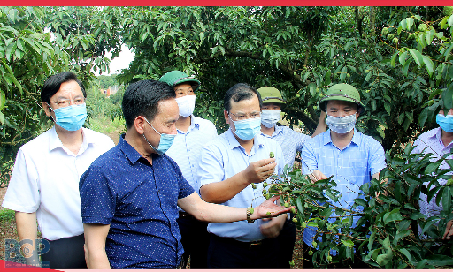 FOCUSING ON QUALITY - "Giving wings" to lychee and Bac Giang agricultural products to raise value...