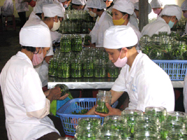Bac Giang achieved the highest export turnover value so for